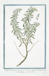 Thymbra legitima = Satureia Cretica = Santoreggia = Sarriete. [Summer Savory]
