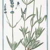 Lavandula angustifolia = Spighetta = Lavande. [English Lavander]