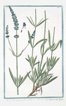Lavandula angustifolia = Spighetta = Lavande. [English Lavander]