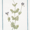 Lavandula, latifolia laciniata, floribus azzurreis, spiraliter spicam oblongam componentibus = Spighetta con la foglia intagta = Lavande. [Spike Lavender]