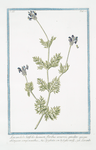 Lavandula, latifolia laciniata, floribus azzurreis, spiraliter spicam oblongam componentibus = Spighetta con la foglia intagta = Lavande. [Spike Lavender]