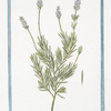 Stoechas foliis utrinque serratis, denticulis obtusis, ligulis variegatis = Stegade, e Spigo Nardo nostrale. [French Lavender]