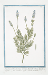 Stoechas foliis utrinque serratis, denticulis obtusis, ligulis variegatis = Stegade, e Spigo Nardo nostrale. [French Lavender]