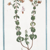 Origanum sylvestre, Cunila bubula Plinii = Regano e Origano = Origan. [Wild Marjoram]
