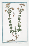Origanum sylvestre, Cunila bubula Plinii = Regano e Origano = Origan. [Wild Marjoram]