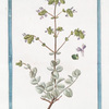Origanum Creticum, latifolium, tomentosum, seu Dictamnus Creticus = Ditamo Cretico = Origan. [Spanish Hops]