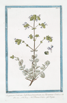 Origanum Creticum, latifolium, tomentosum, seu Dictamnus Creticus = Ditamo Cretico = Origan. [Spanish Hops]