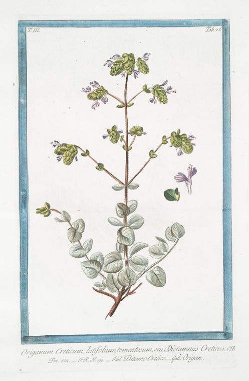 Кретская. Chondrodendron tomentosum рисунок. Tomentosum пеларгония.