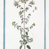 Maiorana fructicosa, et cespitosa, foliis ex ovato subrotundis, e viridi violaceis, floribus rubris = Persa maggiore = Marjolaine. [Marjoram]