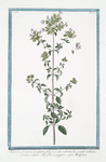Maiorana fructicosa, et cespitosa, foliis ex ovato subrotundis, e viridi violaceis, floribus rubris = Persa maggiore = Marjolaine. [Marjoram]