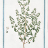 Maiorana tenui folia = Persa gentile = Marjolaine. [Marjoram]