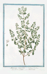 Maiorana tenui folia = Persa gentile = Marjolaine. [Marjoram]