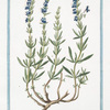 Hyssopus Officinarum coerulea, seu spicata = Isopo = Hisope.
