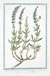Hyssopus Officinarum coerulea, seu spicata = Isopo = Hisope.