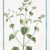Cataria major, vulgaris = Mentha Cataria vulgaris, et major = Nepeta = Memta gattarea = Herbe aux Chats. [Cat Mint, Catnip, Catswort]