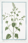 Cataria major, vulgaris = Mentha Cataria vulgaris, et major = Nepeta = Memta gattarea = Herbe aux Chats. [Cat Mint, Catnip, Catswort]