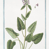 Betonica purpurea = Bettonica maggre. = Beroine. [Bishopswort, Wood Betony]