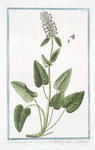 Betonica purpurea = Bettonica maggre. = Beroine. [Bishopswort, Wood Betony]