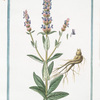 Cataria Lusitanica, erecta, spicata, Betonicæ folio, tuberosa radice = Erba Cataria = Herbe aux Chats. [Caat Mint from Portugal]