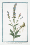 Cataria Lusitanica, erecta, spicata, Betonicæ folio, tuberosa radice = Erba Cataria = Herbe aux Chats. [Caat Mint from Portugal]