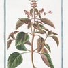 Ocimum, foliis ex viridi violaceis, dentatis, floribus suave rubentibus = Basilico sanguigno = Basillic. [Basil]
