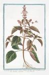 Ocimum, foliis ex viridi violaceis, dentatis, floribus suave rubentibus = Basilico sanguigno = Basillic. [Basil]