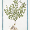 Ocimum miinimum = Ocimum Caryophyllatum minus = Basilico fino garlato = Basilic. [Basil bush]