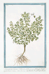 Ocimum miinimum = Ocimum Caryophyllatum minus = Basilico fino garlato = Basilic. [Basil bush]