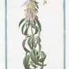 Monarda puntata, floribus verticillatis. [Spotted bee balm, Horse mint]