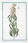Monarda puntata, floribus verticillatis. [Spotted bee balm, Horse mint]