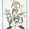 Monarda puntata, floribus verticillatis. [Spotted bee balm, Horse mint with blooming flowers]