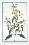 Monarda puntata, floribus verticillatis. [Spotted bee balm, Horse mint with blooming flowers]