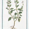 Chamædrys major, repens = Chamædrys, vulgo, vera existimata = Quercignola, e Camedrio = Germandrée. [Germander]