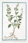 Chamædrys major, repens = Chamædrys, vulgo, vera existimata = Quercignola, e Camedrio = Germandrée. [Germander]