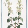Chamædrys frutescens, vulgo = Camedrio murale = Germandrée. [Germander]