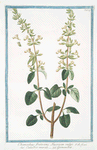 Chamædrys frutescens, vulgo = Camedrio murale = Germandrée. [Germander]