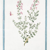 Chamædrys maritima incana frutescens, foliis lanceslatis = Erba maro = Germandrée. [Germander]