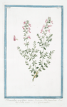 Chamædrys maritima incana frutescens, foliis lanceslatis = Erba maro = Germandrée. [Germander]
