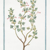 Chamædrys laciniatis foliis = Botrys Chamædryoides = Camedrio con foglia intagliata = Germandrée. [Cutleaf Germander]