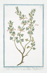 Chamædrys laciniatis foliis = Botrys Chamædryoides = Camedrio con foglia intagliata = Germandrée. [Cutleaf Germander]