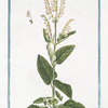 Scorodonia Salviæ, foliis parte inversa candicantibus, floribus flavis in spicas rariter dispositis ex una, et altera parte vegetantibus. [Wood Sage]