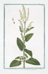 Scorodonia Salviæ, foliis parte inversa candicantibus, floribus flavis in spicas rariter dispositis ex una, et altera parte vegetantibus. [Wood Sage]