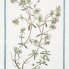 Polium montanum, candidum, floribus ex albo flavescentibus = Polio montano. [Poly-mountain, Mountain Germander]