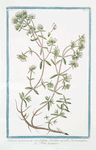 Polium montanum, candidum, floribus ex albo flavescentibus = Polio montano. [Poly-mountain, Mountain Germander]