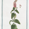 Teucrium tartaricum, foliis cordatis, crenatis, petiolatis, Spicis oblongis densissimis à doctissimo Wagnero acceptum = Teucrio rosse spicato. [Germander from Central Asia]