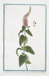 Teucrium tartaricum, foliis cordatis, crenatis, petiolatis, Spicis oblongis densissimis à doctissimo Wagnero acceptum = Teucrio rosse spicato. [Germander from Central Asia]