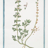 Teucrium Supinum, perenne, foliis laciniatis. [Germander]