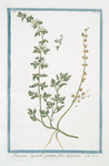 Teucrium Supinum, perenne, foliis laciniatis. [Germander]