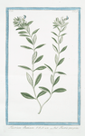 Teucrium Boeticum = Teucrio peregrino. [Wild einkorn]