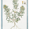 Chamæpytis vulgaris, folio trifido, floribus luteis. Aiuga, sive Chamæpytis mas Dioscorid = Ivartertica = Ivette. [Bugle small-pine]